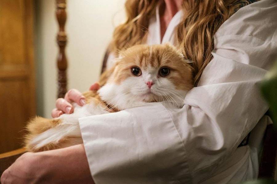 Idaho Pet Rent Laws in 2025: A Guide for Landlords