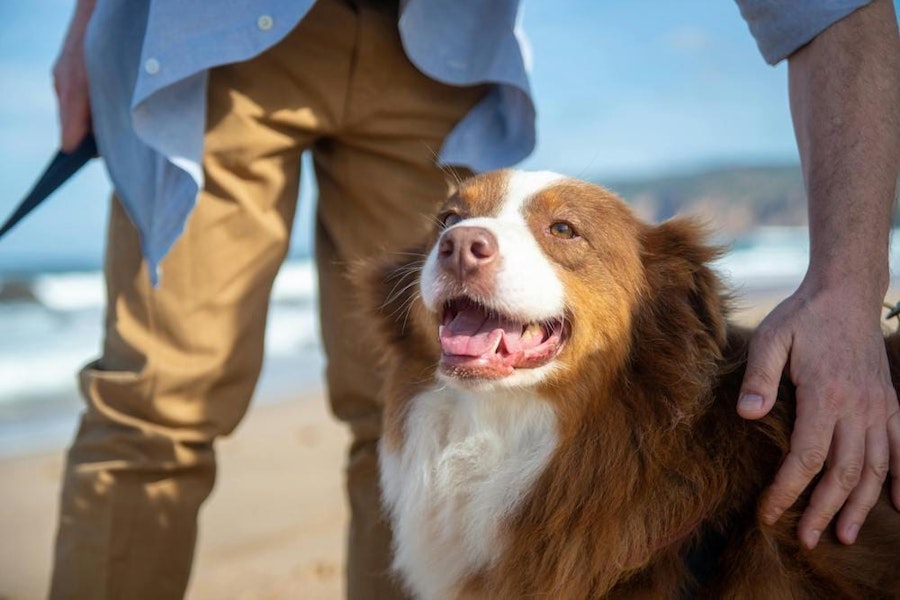 California Pet Rent Laws in 2025: A Guide for Landlords
